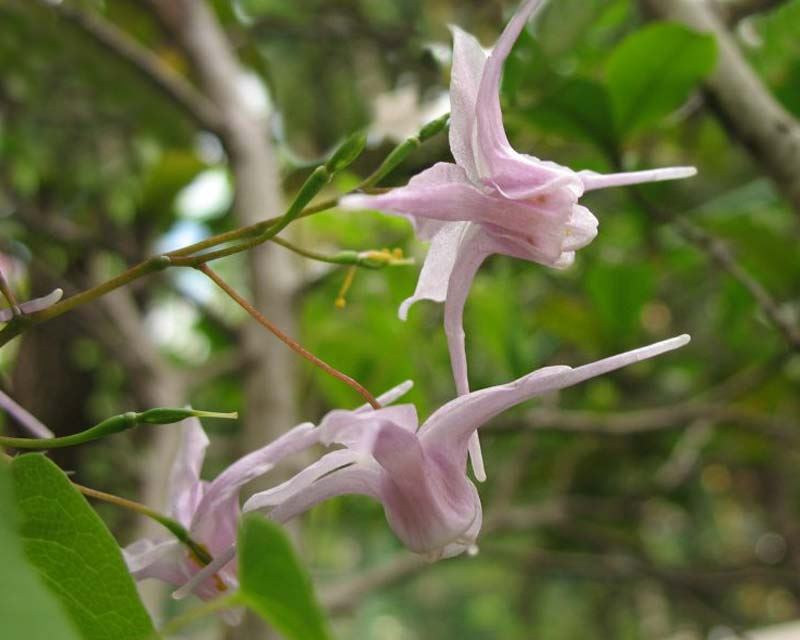 Epimedium Grandiflorum